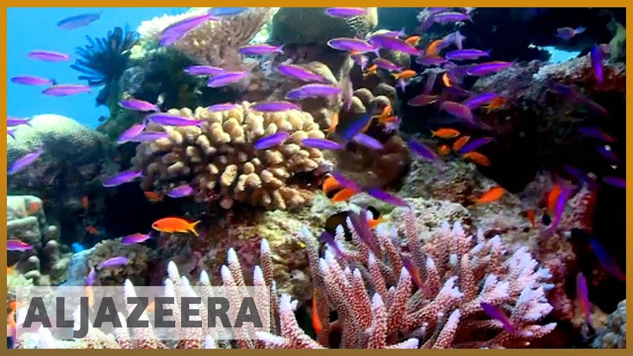 Scientists: Rats threaten coral reefs l Al Jazeera English