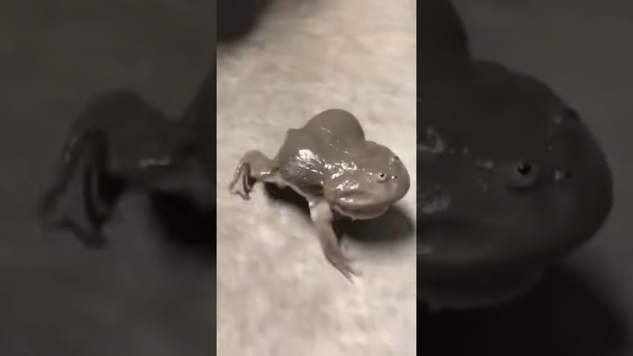 Screaming Budgett's Frog😱🤣