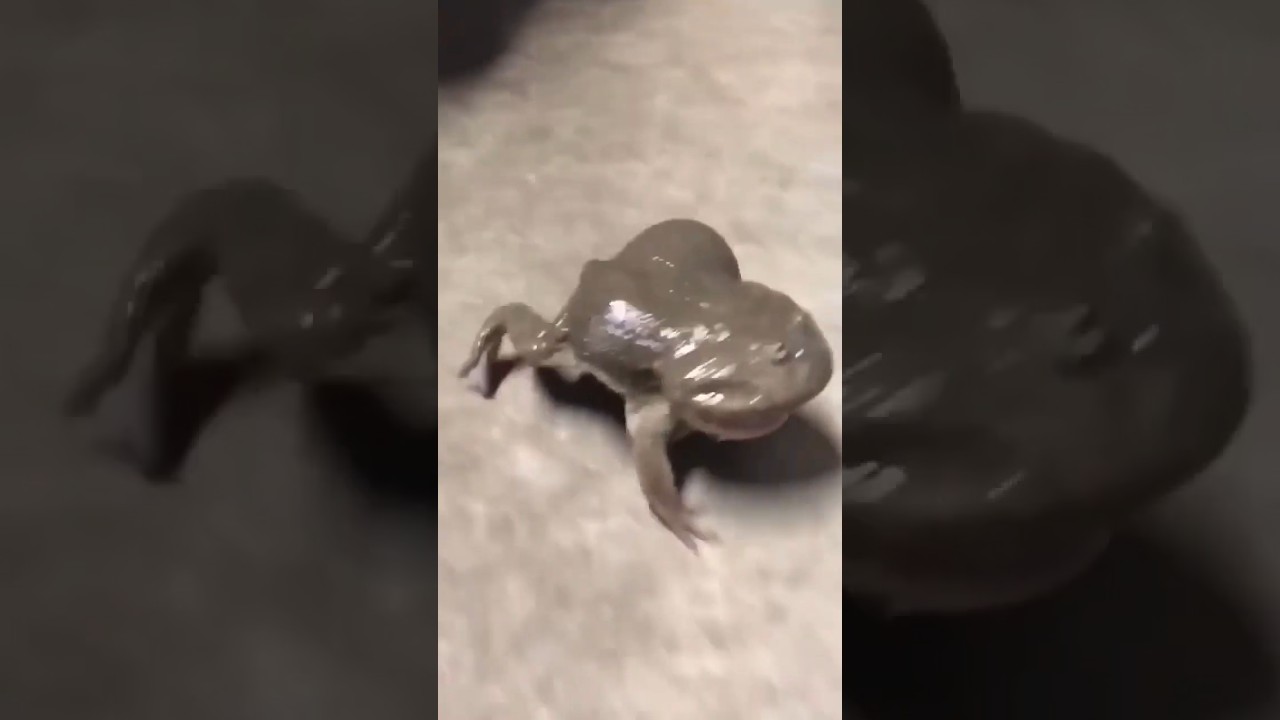 Screaming Budgett's Frog #shorts #trending
