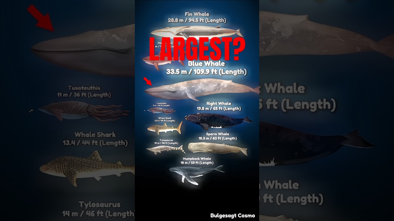 SEA MONSTER SIZE COMPARISON (REAL WORLD)