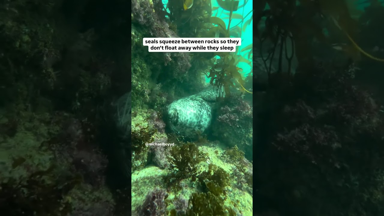 Seals are just ocean dogs 🤯