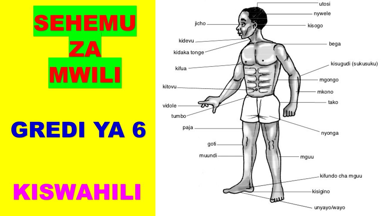 SEHEMU ZA  MWILI