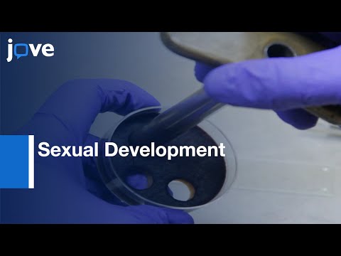 Sexual Development & Ascospore Discharge In Fusarium graminearum l Protocol Preview