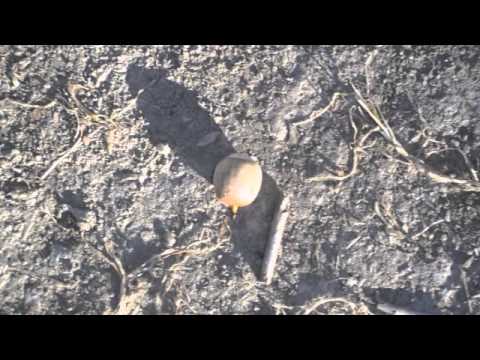 Shapes in Nature