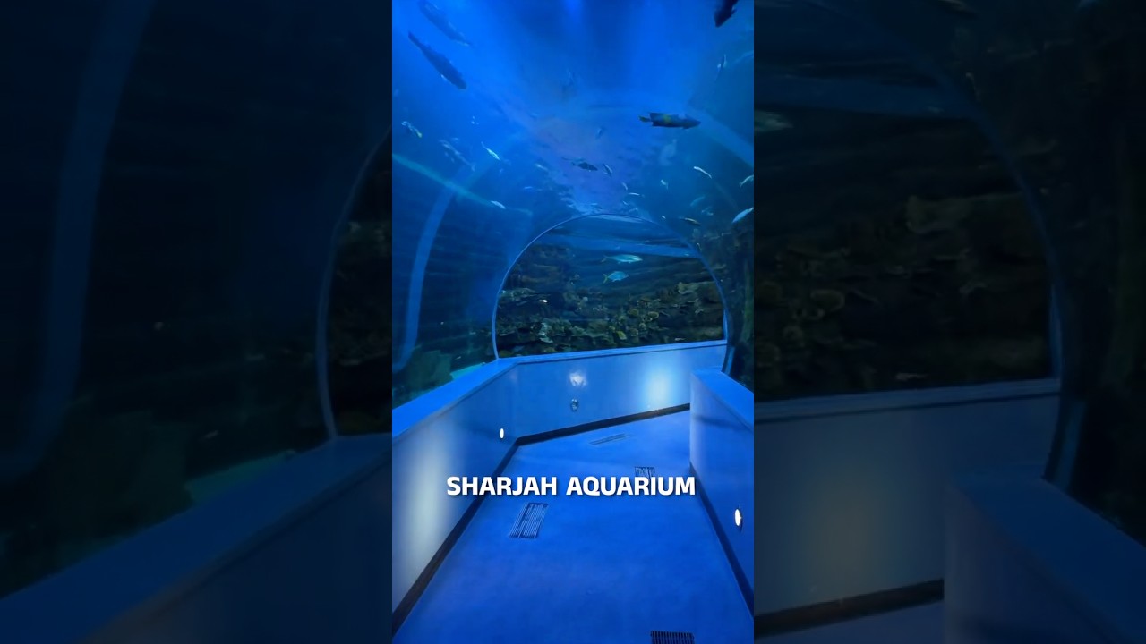 Sharjah Aquarium - Most Affordable Aquarium Experience in the UAE |  #travel #dubai #aquarium