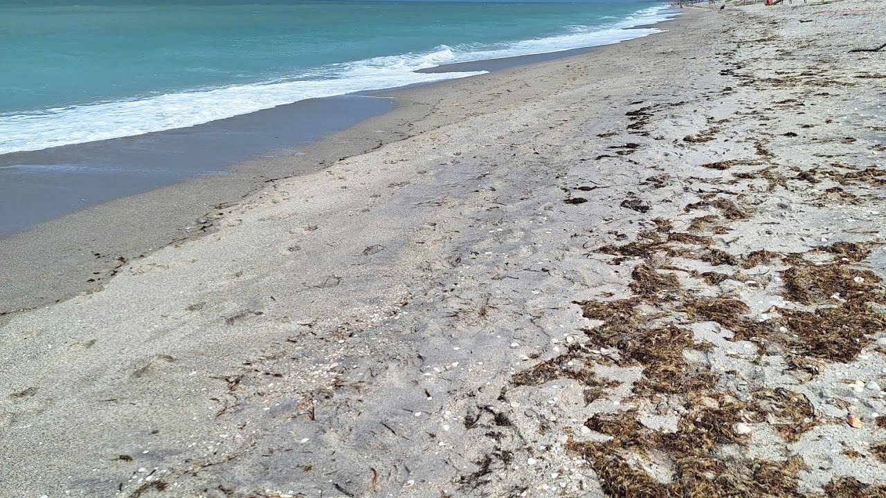 Shark Tooth Hunting at Manasota Beach Florida Full Video