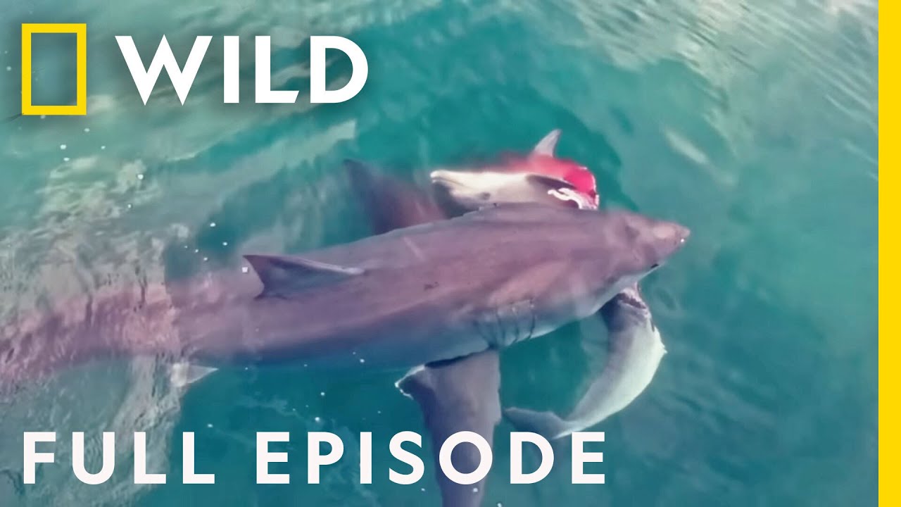 Sharks vs. Dolphins: Blood Battle (Full Episode) | Nat Geo Wild