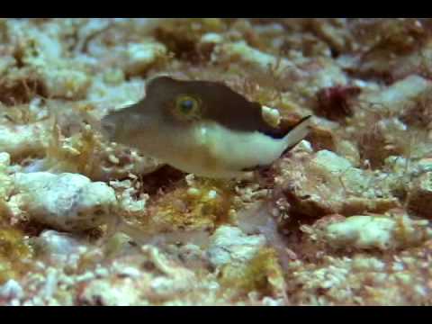Sharpnose_Puffer-West_Bank_4-2006.09.16-2048KBs.mp4