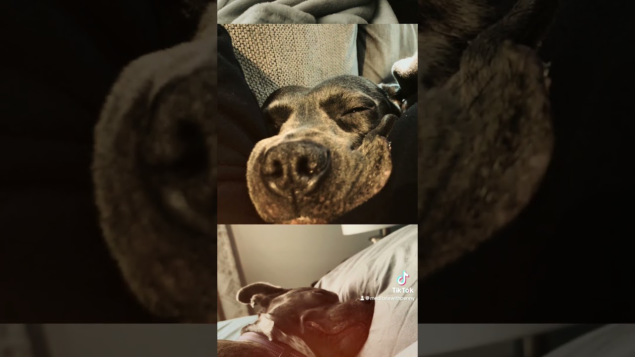 She completes us #jerrymaguire #fyp #foryou #dogshorts #dog #doglover #penny #staffy #500subs