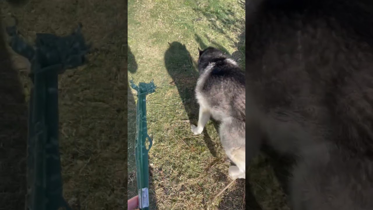 She feels guilty!😂 #happyhusky #huskyboy