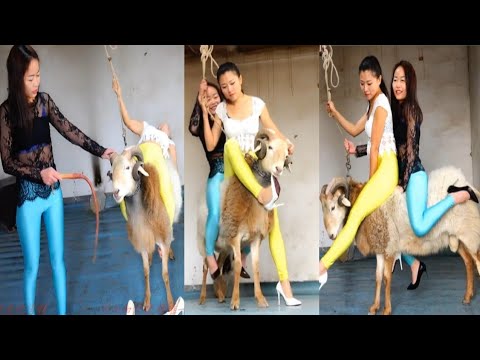 Sheep riding new video #sheep #donkey #horse #horseriding #viralvideo #highlights #foryou #trending