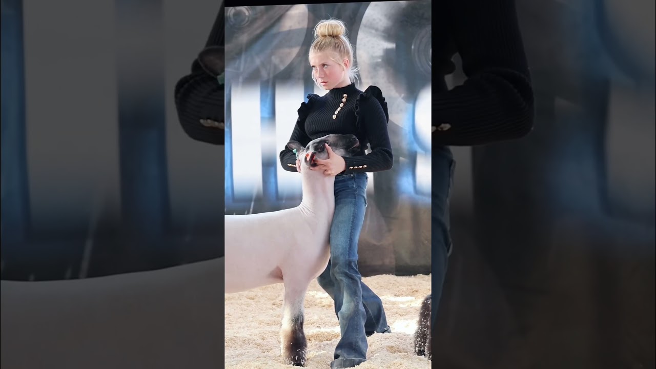 Sheep Showmanship ✅ at The Revival Livestock Show!  #showsheep #sheep #lamb
