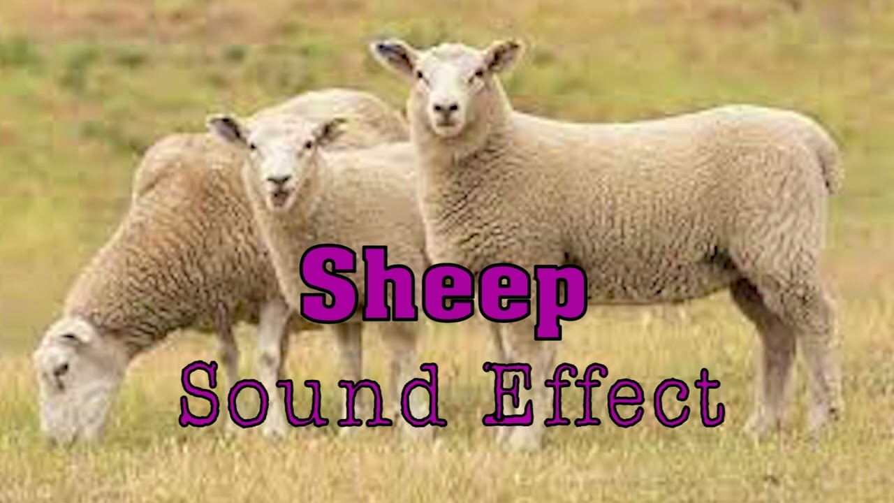 Sheep Sound - effect | No copyright