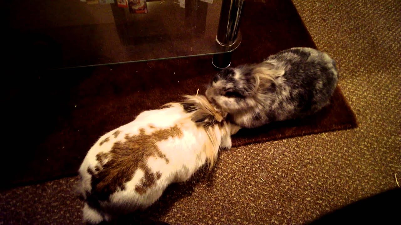 Sheldon and Flo -Bonding bunnies