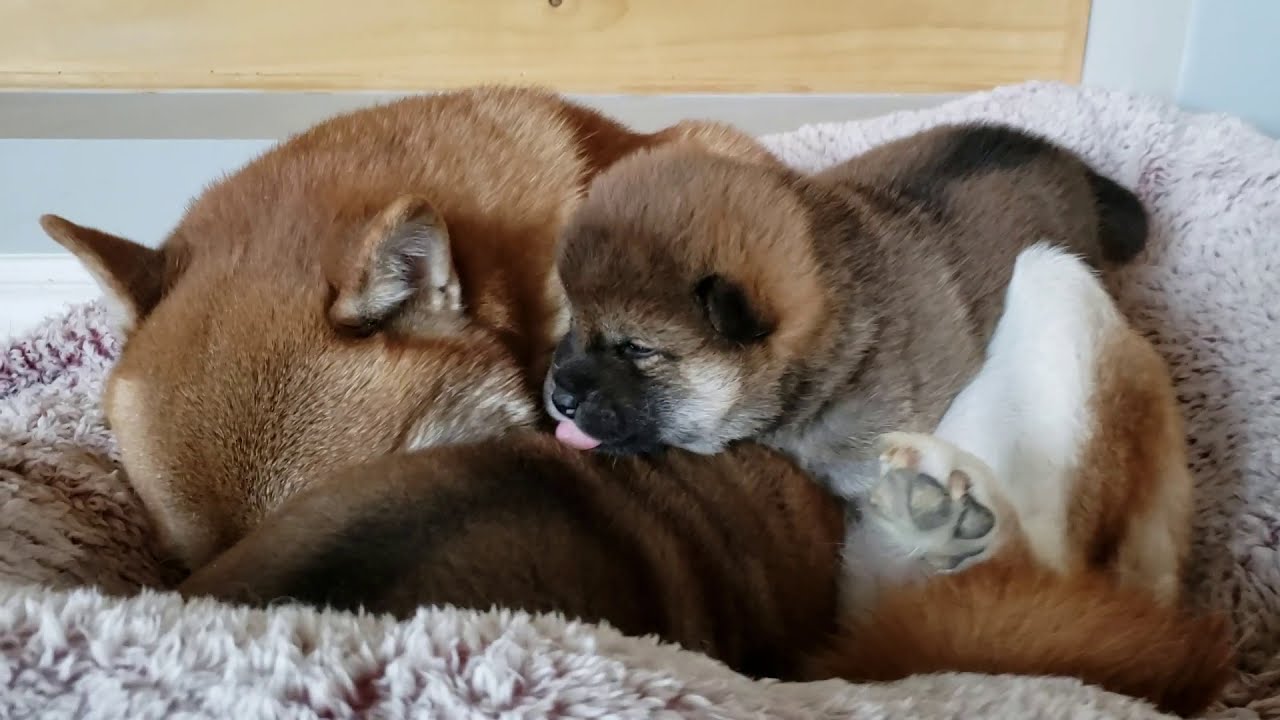 Shiba Bath - oops I fell out of bed