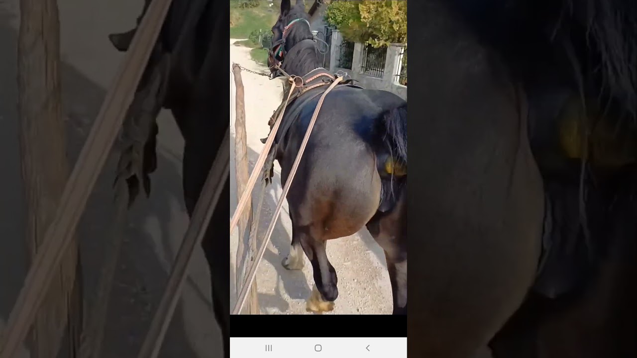 Shitting horse