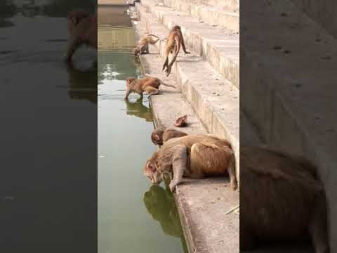 🤣🤣🤣🐒🐵🐵🐒🐒#short