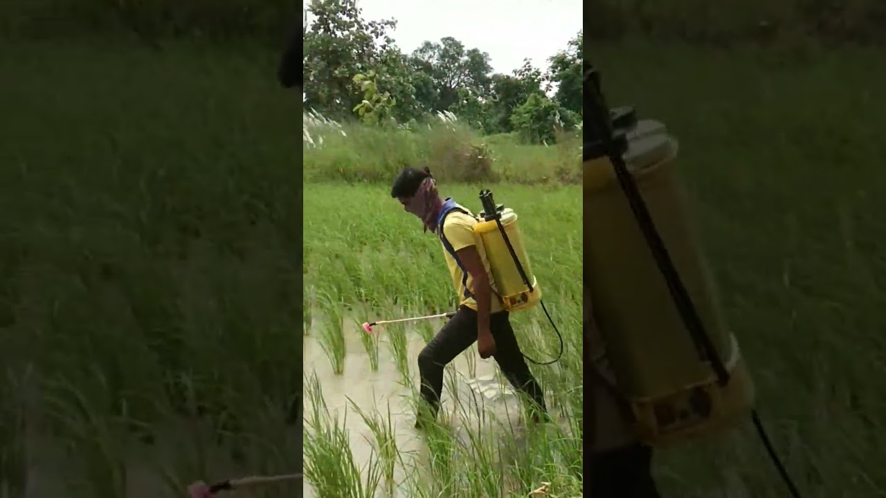 #short kaka khet me dawai maar rahe hai