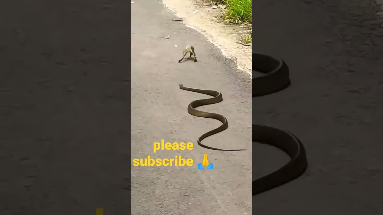 #Short #snake  and Frog #viralvideo