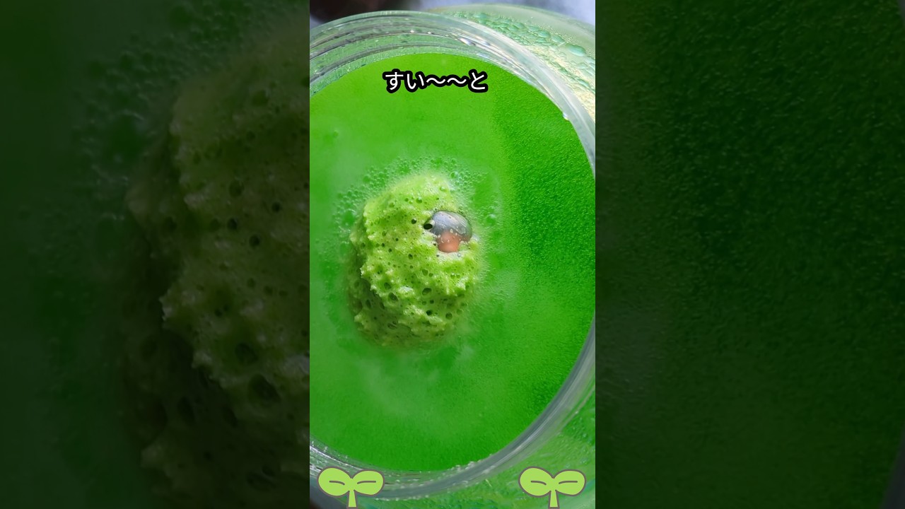 【こびとづかん】バスボール開封します🌱🌳‼️#shorts #こびとづかん #バスボール #バスボム #こびと #bathbomb