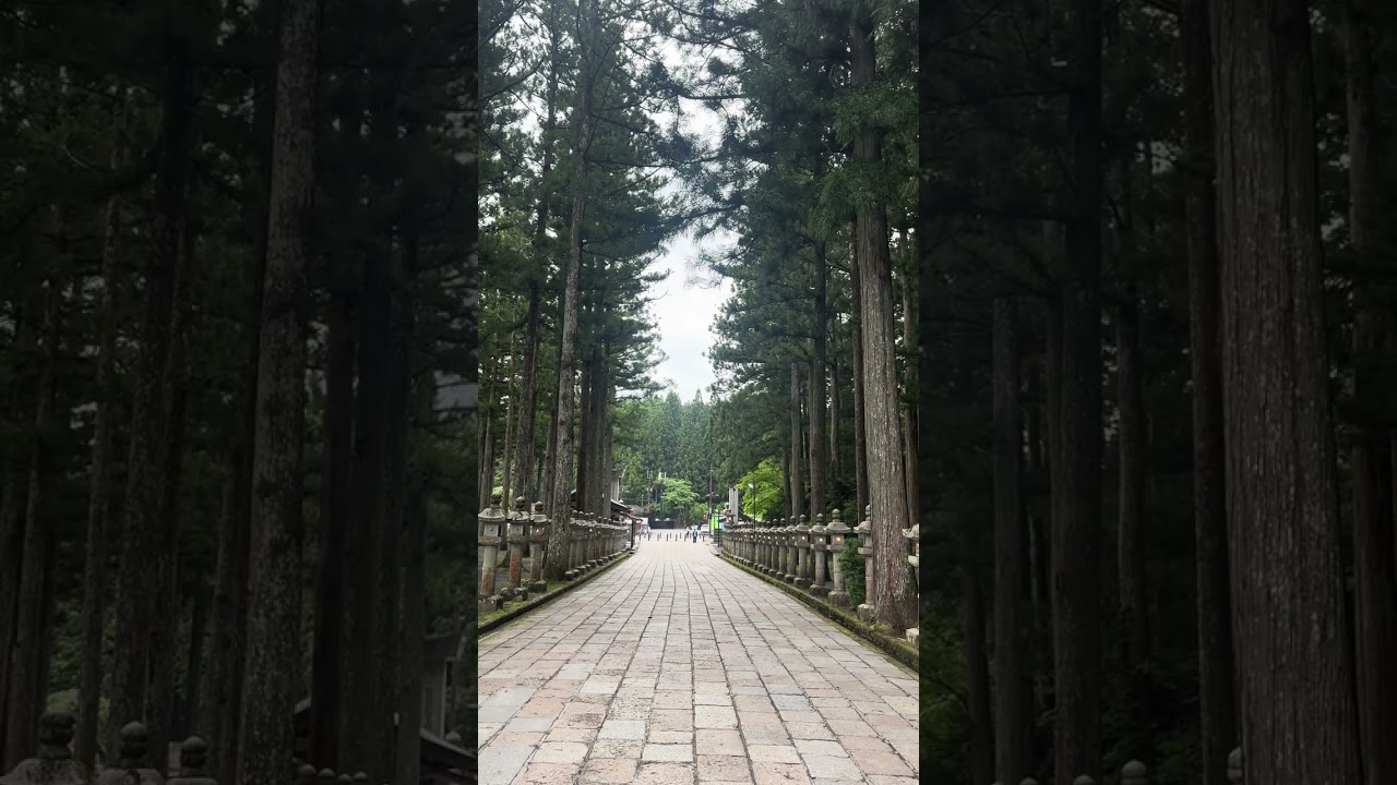 【高野山】奥之院#世界遺産#和歌山#shorts