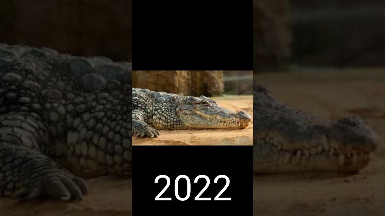 #shorts crocodile 2022 to 10000 bc 94 million years ago animals #10000bc
