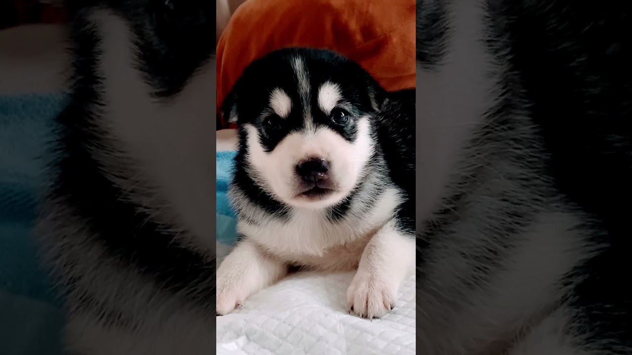 #shorts #dogs #husky #puppy