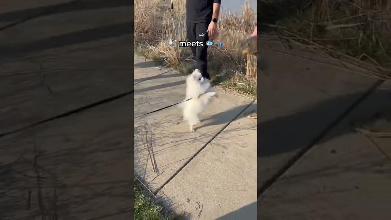 #shorts #funny #funnydog #dog #dogcat #pet #camp #cute #trending #camping  #camplife #viral #camper