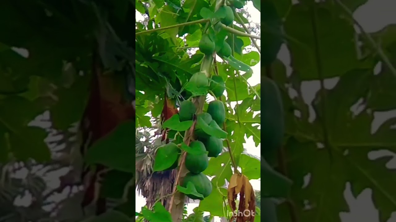 #Shorts #Mini Garden 🏡 #Chalkumro , Papaya , Bottle gourd tree #Sonia Gupta