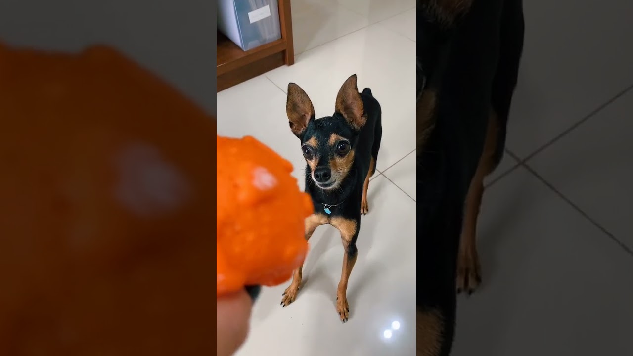 #shorts NÃO PEGA O MEU BRINQUEDO 😠