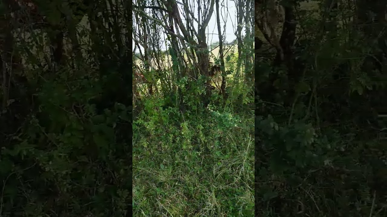 #shortvideo #animal #cow #farming #wildlife #challenge