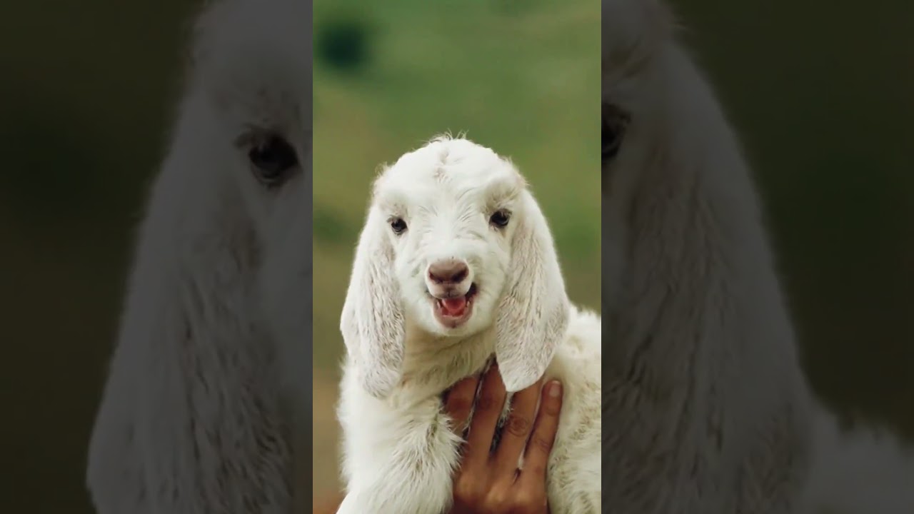Show it to the cutest person #goat #cuteanimal #babylamb #cutefarmanimal #cute #animals