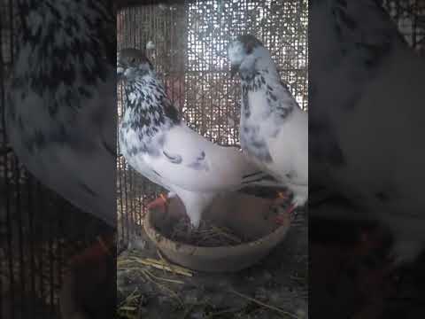 Sialkoti 35 walay breeder pair