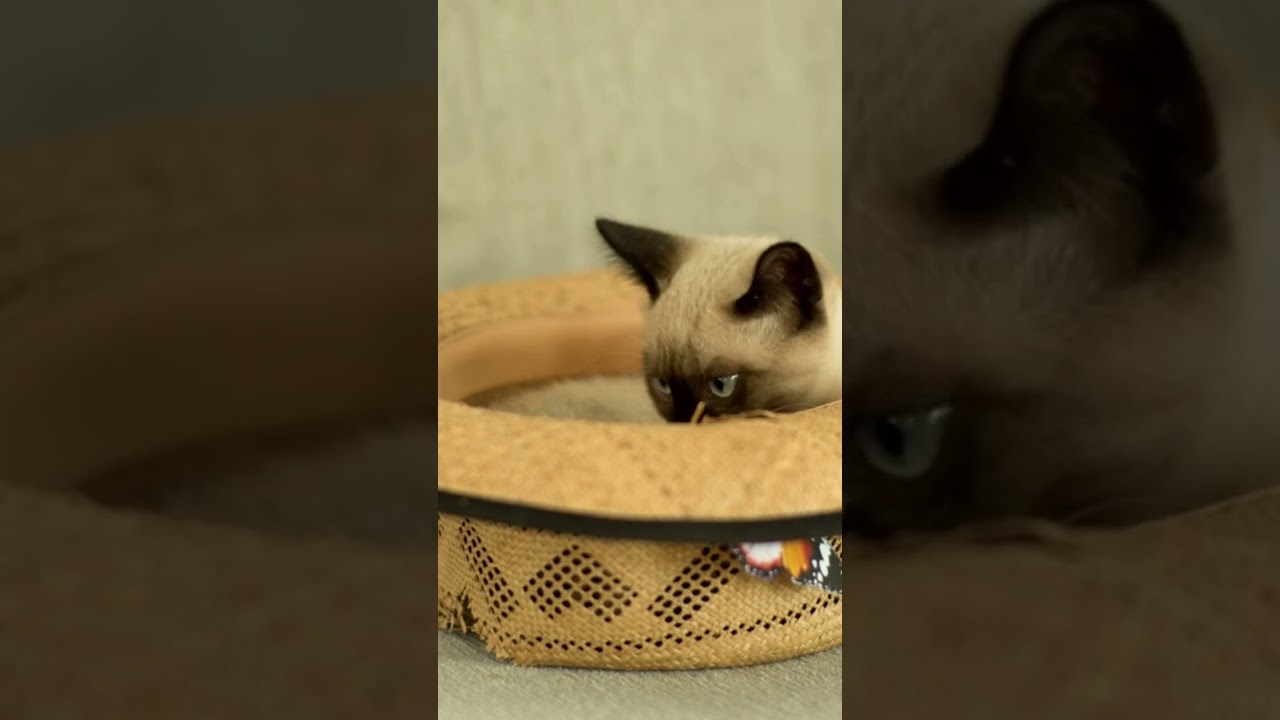 Siamese cat inside a hat #trending #viral #shortvideo #cat