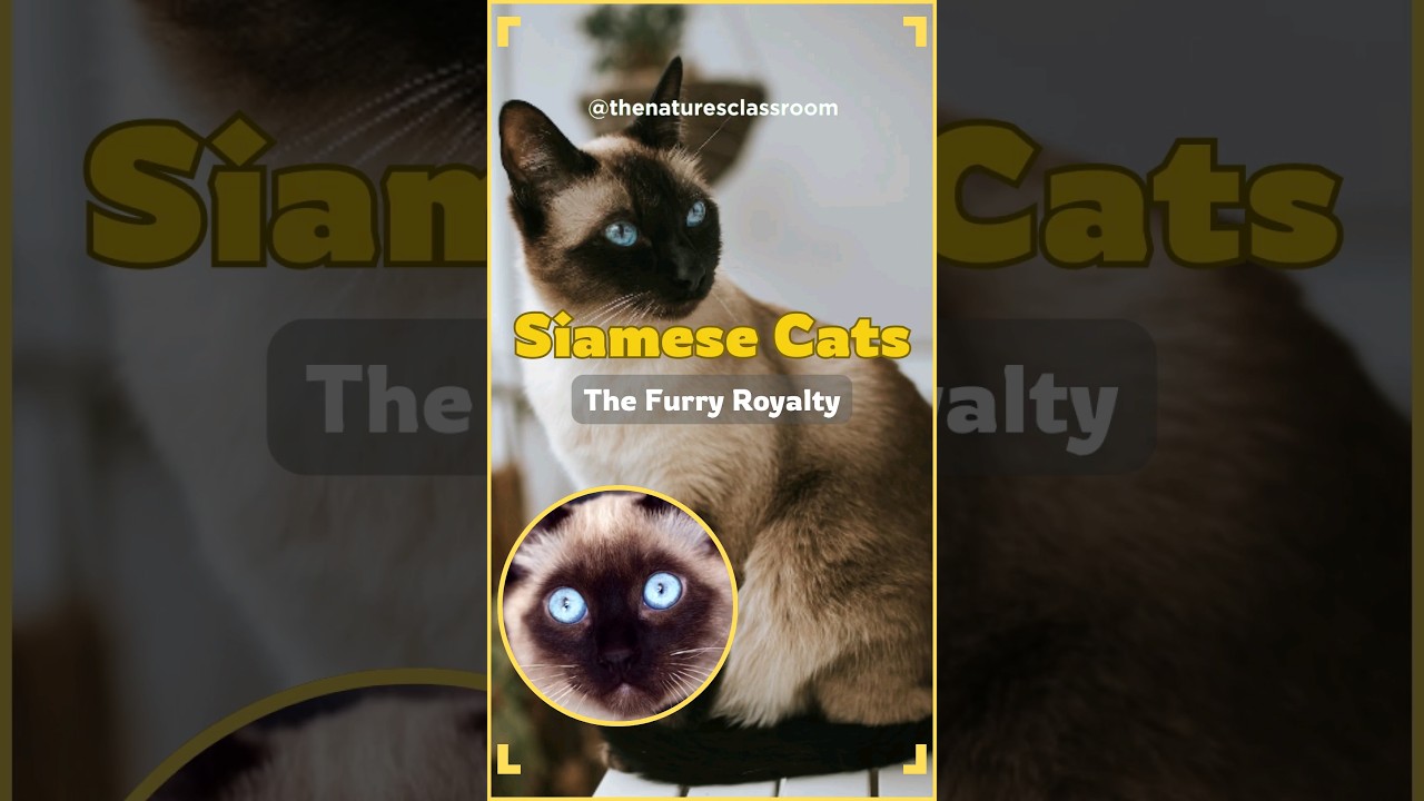 Siamese Cats: The Ferry Royalty #siamesecats #shorts