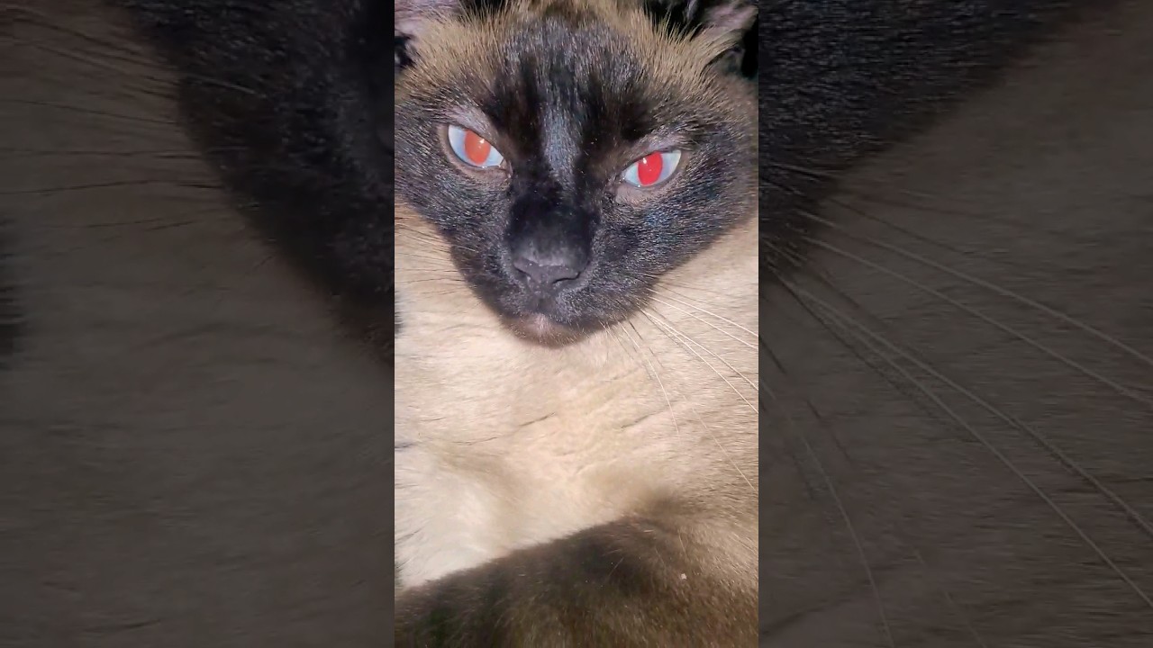Siamese #shorts #cat #catlover #cats #kitten #siamese #play #pets #petlover #trending #kitty #love