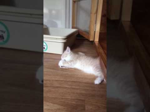 Siberian baby boy and the mouse