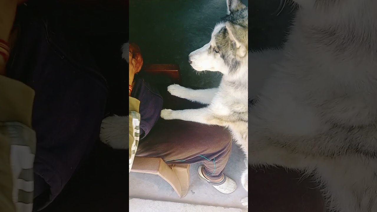 Siberian Husky ll Siberian mouse ll#animals #viral #pets #shorts #puppies