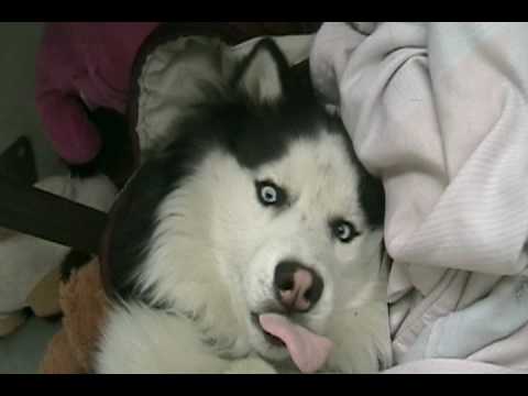 Siberian Husky Sneeze