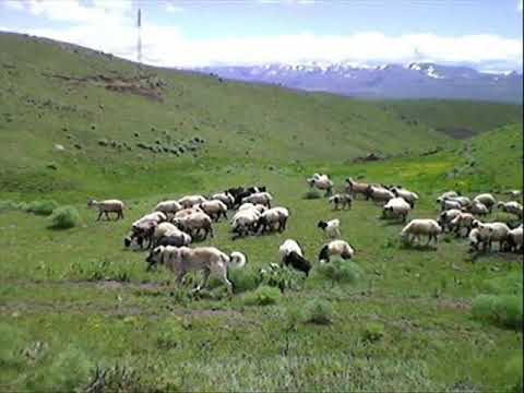 sidar beritan leyle