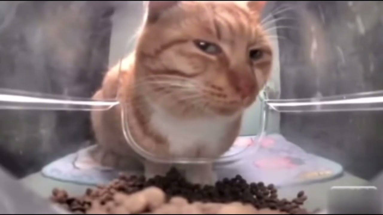 Side eye cat meme
