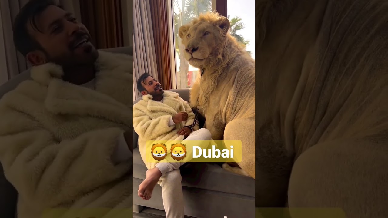 Simba Lion 🦁 with Prince humaid Dubai 🦁 #lion #Dubai #didin_clash