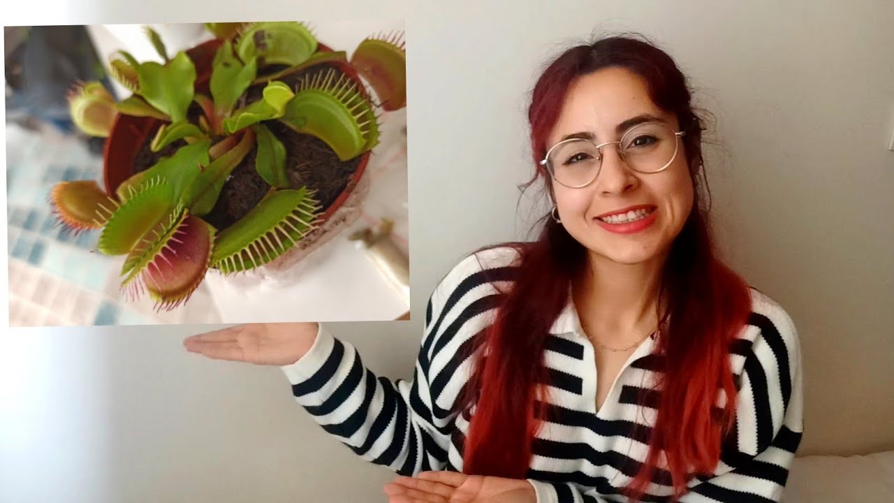 Sinek Kapan Bitkisi Aldım/Venüs Fly Trap