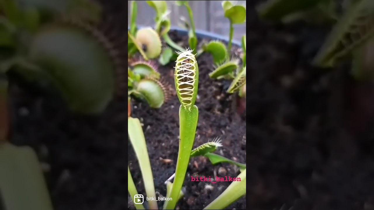 Sinekkapan bitkisi veya Venüs Sinek Kapanı veya Böcekkapan bitkisi (İngilizce: Venus flytrap)