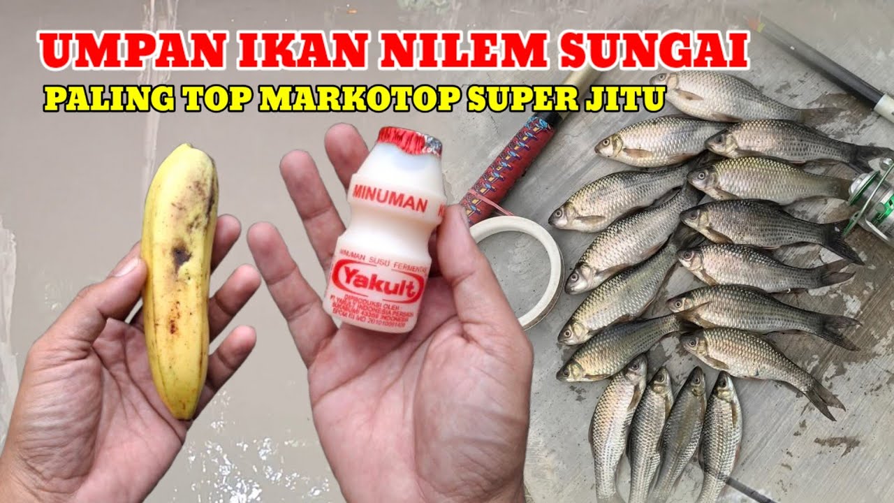 SINI NONTON‼️CARA BIKIN UMPAN IKAN NILEM SUNGAI SUPER JITU