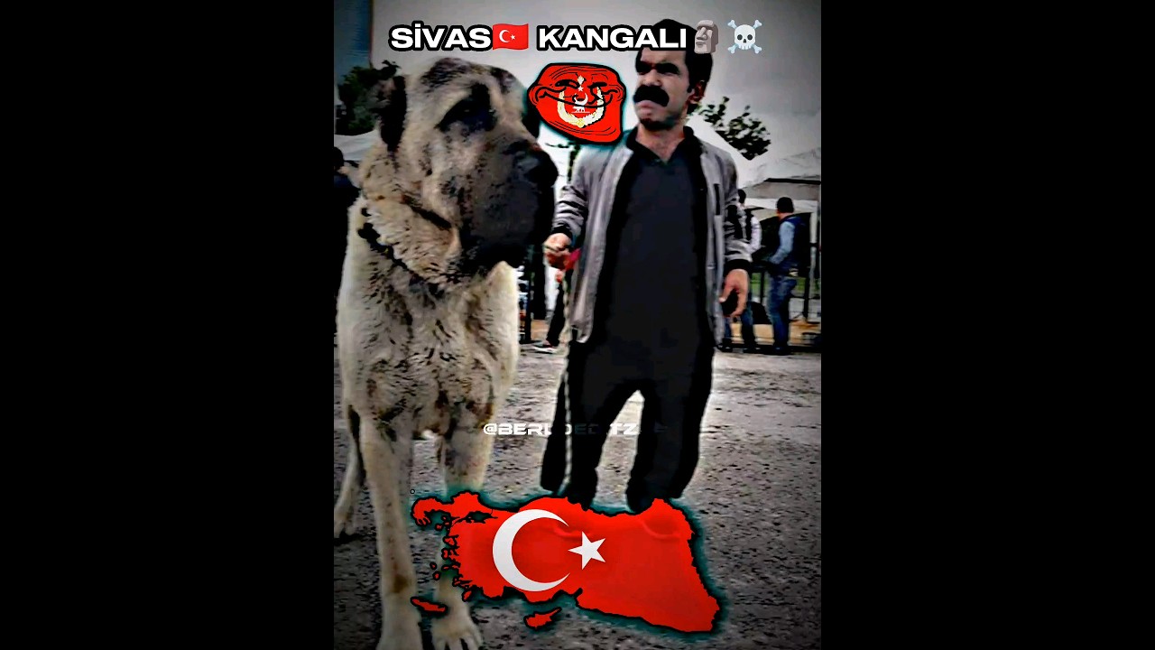 |•Sivas🇹🇷 Kangalı☠️🗿Çaycı Hüseyin🇹🇷•| #usa #germany #türkiye #russia #uk #india #indonesia