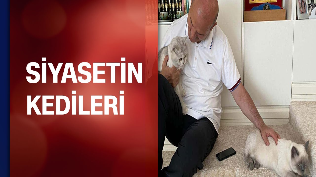 Siyasilerden dünya kediler günü mesajı