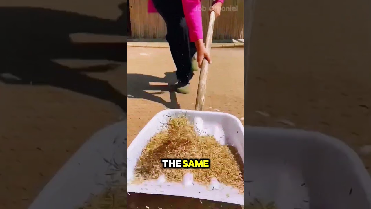 Skill collecting grains with a shovel!
