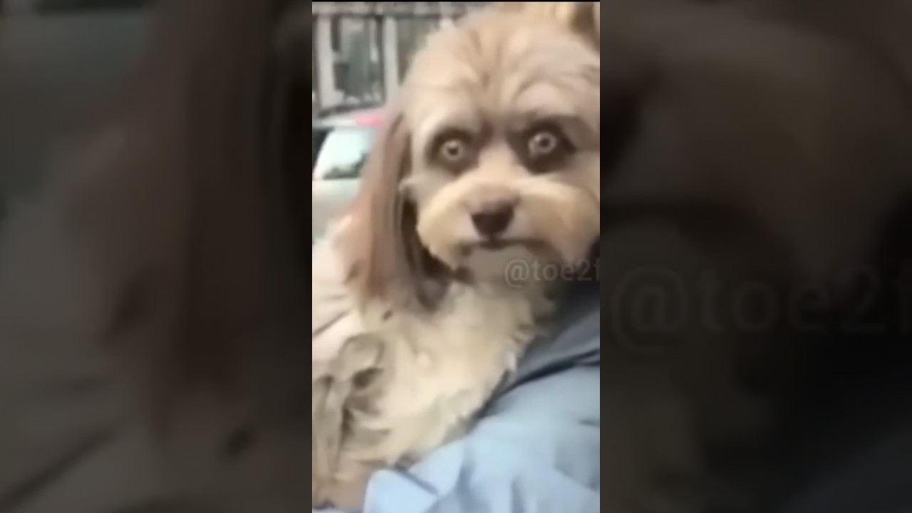 Skinwalker DOG #shorts