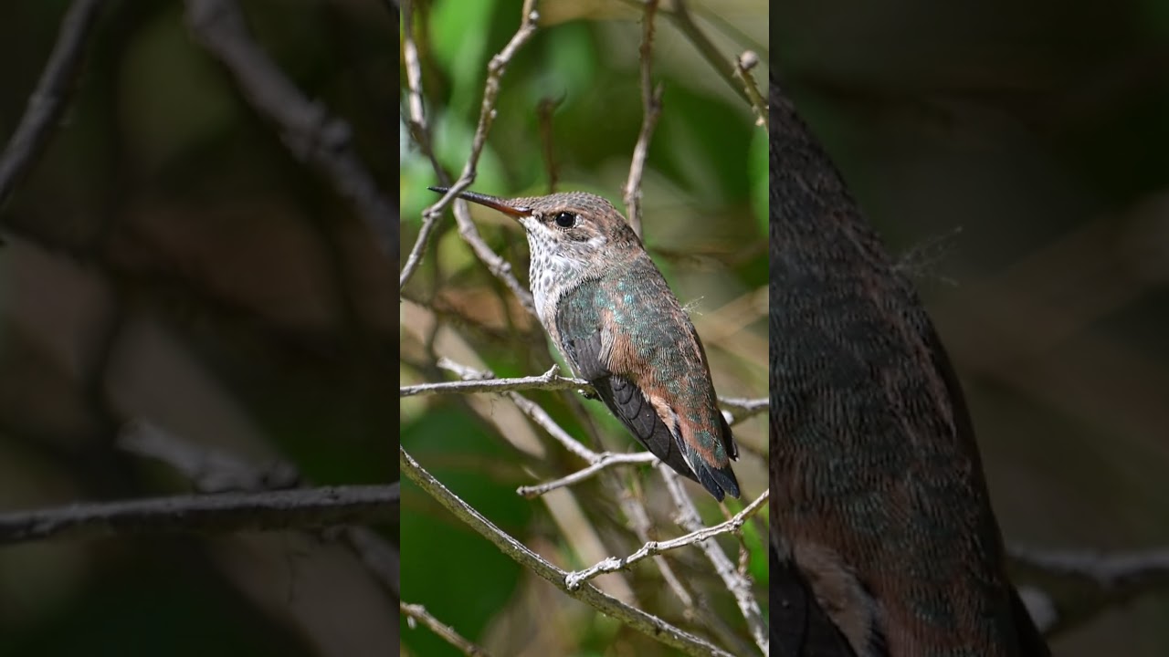 SKYE'S SECOND TRIP OUTSIDE! - SITTING IN THE SUN #babyhummingbird#allenshummingbird #hummingbird